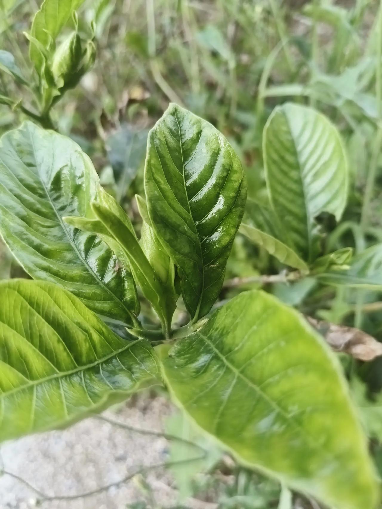 给孩子辅导小学三年级的英语，让我崩溃了，尤其是听力部分，有这样一道题，一大段语音