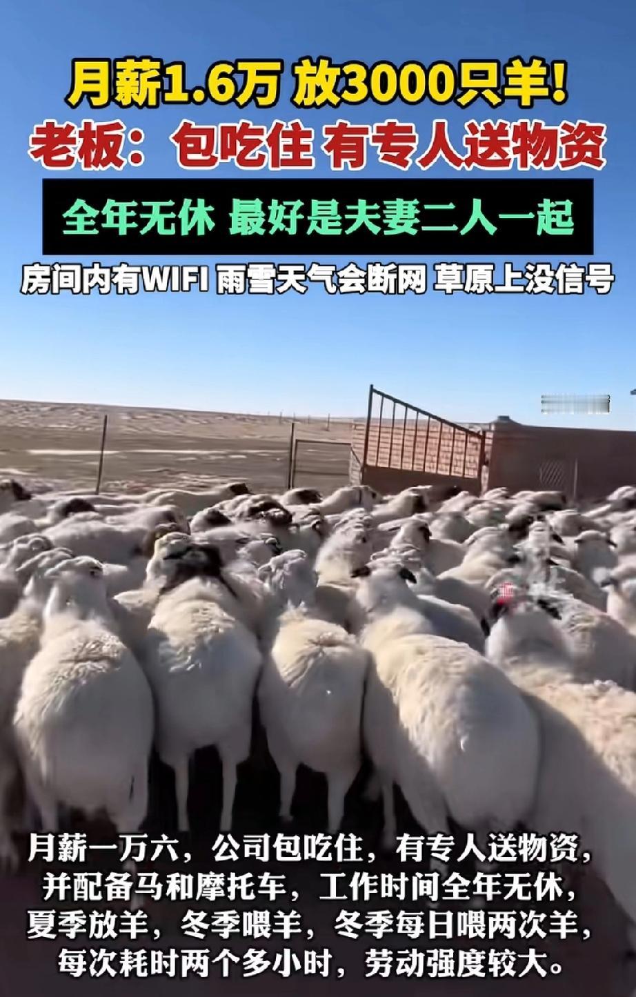 月薪1.6万放羊，你敢去吗？内蒙古有个牧场招放羊的，月薪1.6万，要管近3