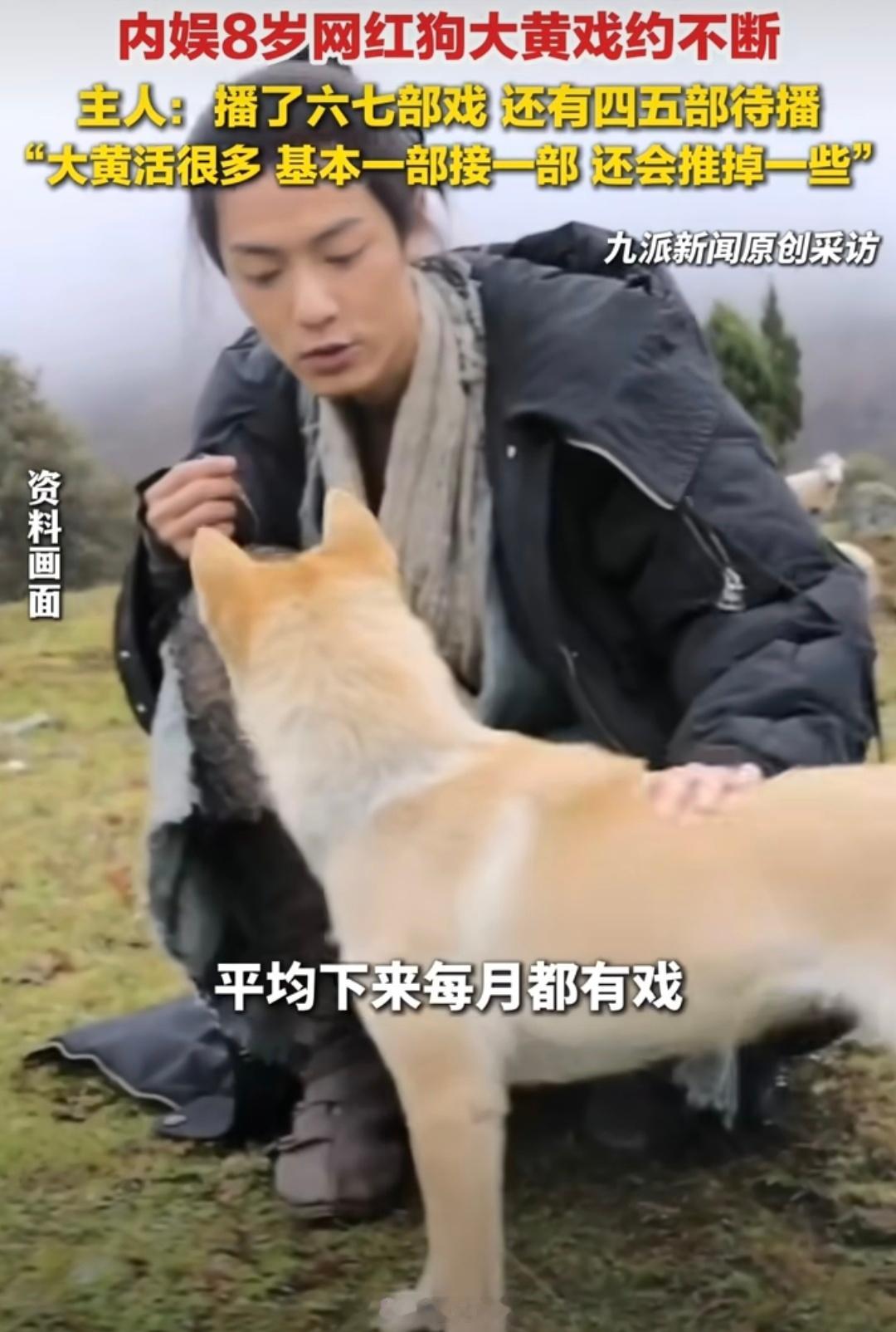主人称现在靠网红狗大黄过活“网红狗大黄”是7岁中华田园犬，有6年演艺经历，参演超