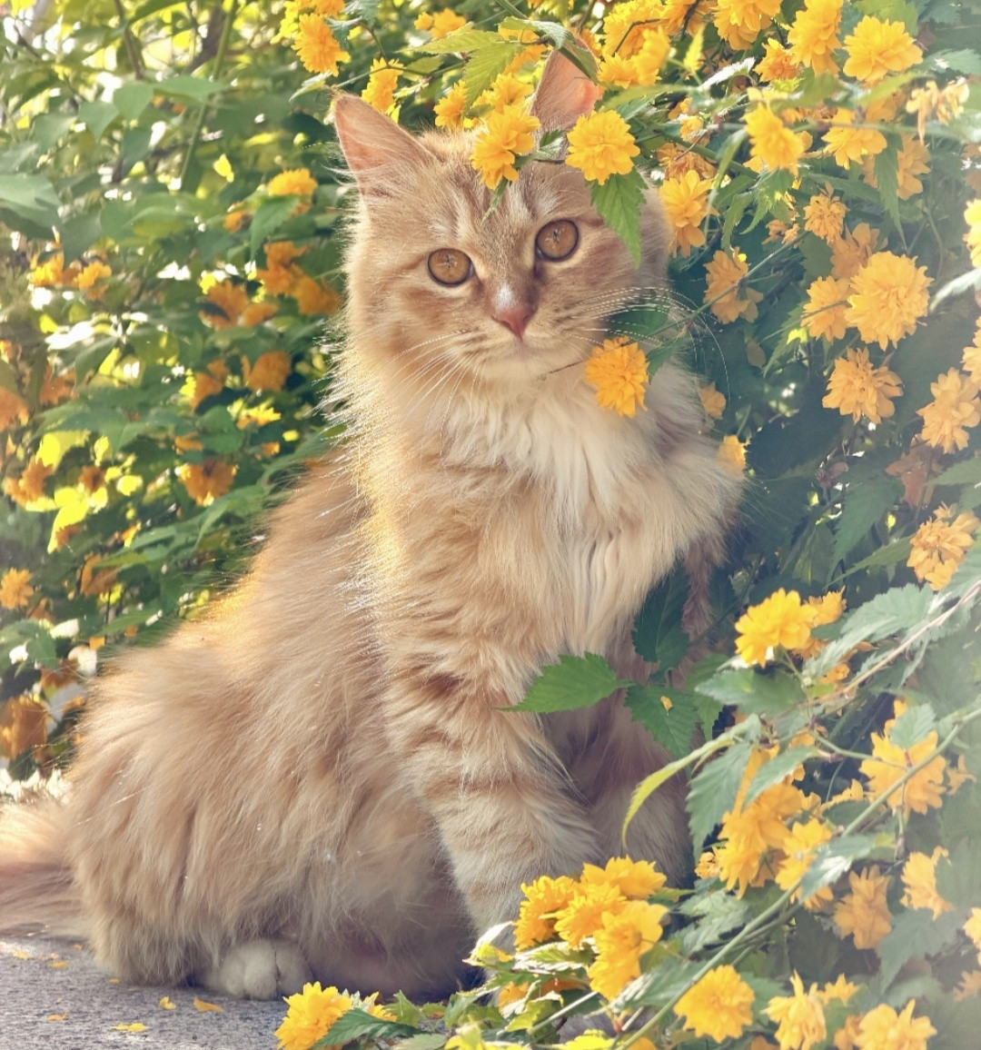 午后的阳光把花丛烤得暖烘烘的，橘猫阿黄眯着眼打了个哈欠。它并不急着捉蝴蝶，只是静