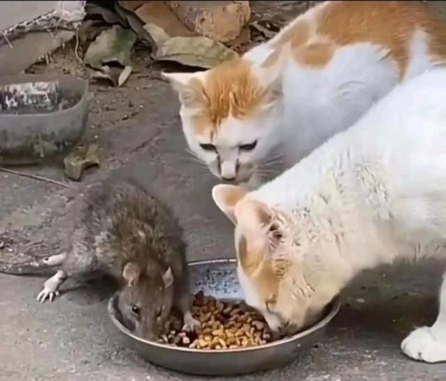 这是什么情况？猫鼠和平相处。发生什么事了，这猫也不吃老鼠了，老鼠一点也不怕猫了