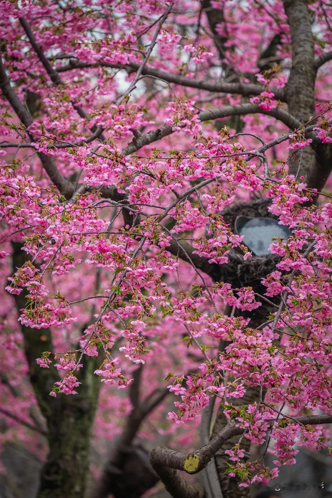 【樱花季限定美景】鼋头渚樱花谷，浪漫来袭！无锡太湖鼋头渚樱花谷，被誉为早樱的