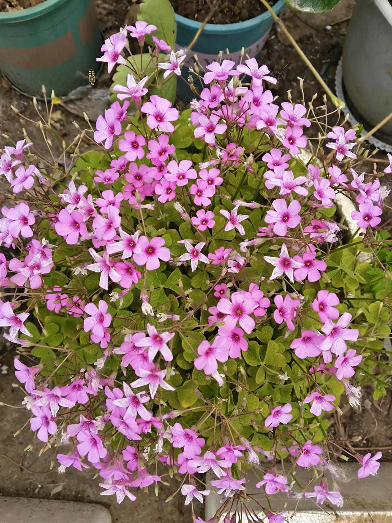 酢浆草花开，花团锦簇，可惜我对你的粗心，经常忘了浇水施肥，你却依旧绽放