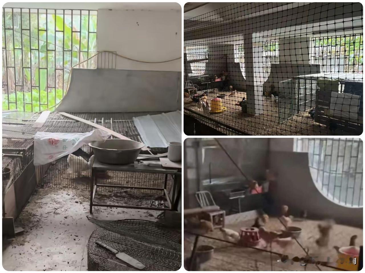 500万别墅当鸡舍？这邻居胆子够肥，真是脸都不要了！福建大哥回趟老家祭祖，怕