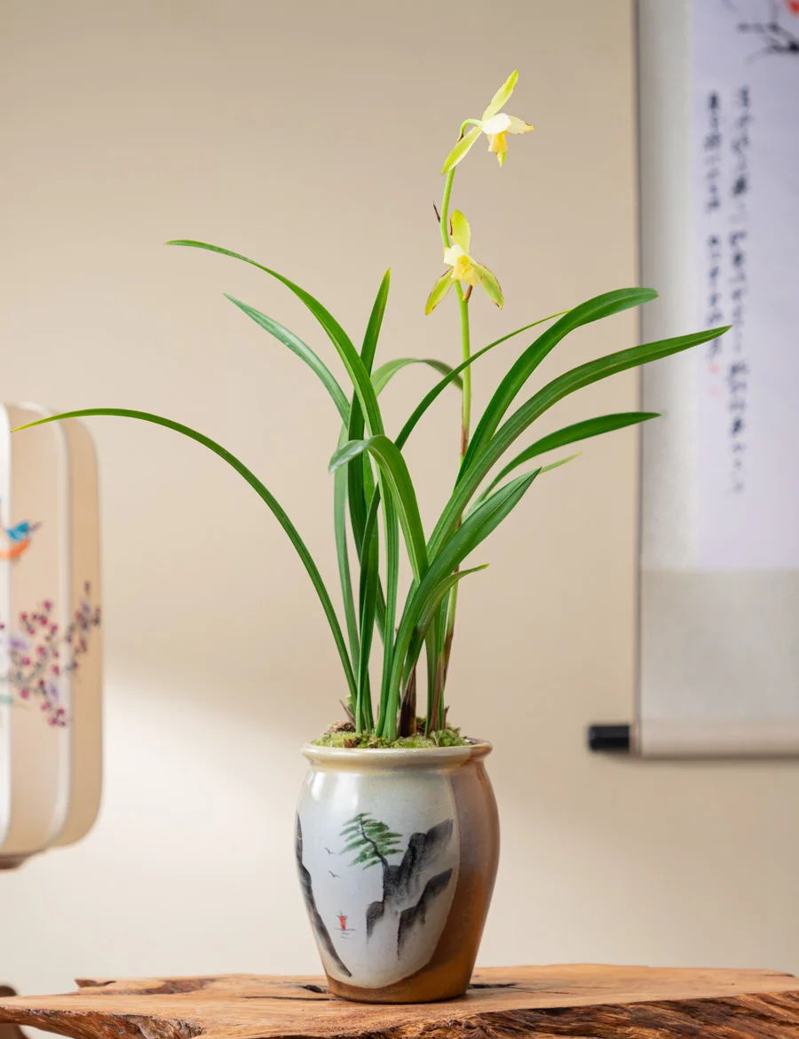 不要因为他人发光，就觉得自己暗淡。每个人花期不同，节奏各异。有人学习轻松，有