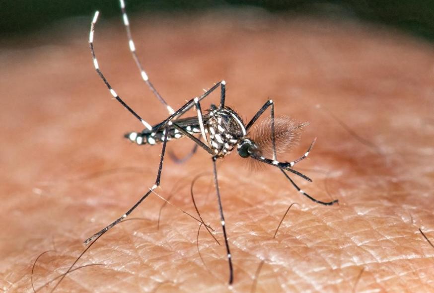 总被蚊子咬？根本不是你血甜。科学研究揭开蚊子选人真相。同处一室，偏偏总咬你一人