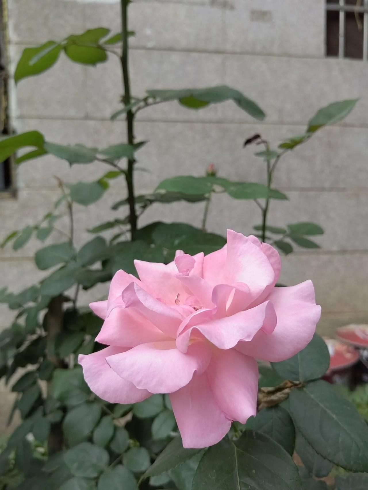 早晨从菜市场买菜回来，路过小区的服装店，模特上的美衣吸引着我，不知不觉地走进店里