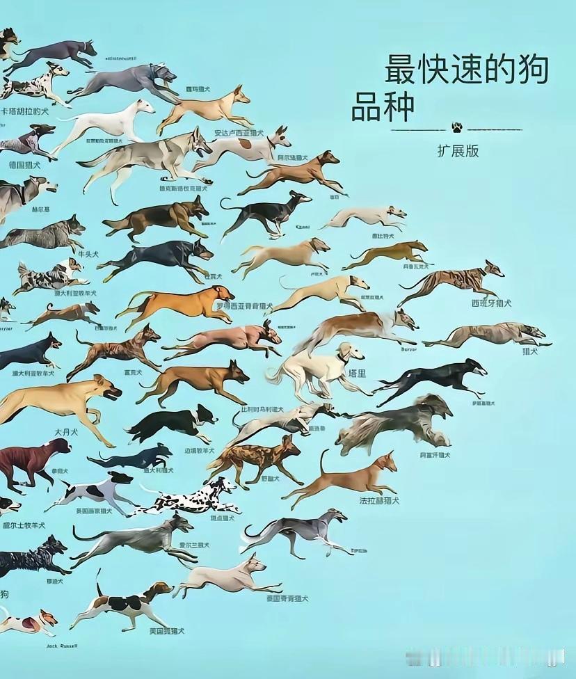 果然细狗都快[狗头]