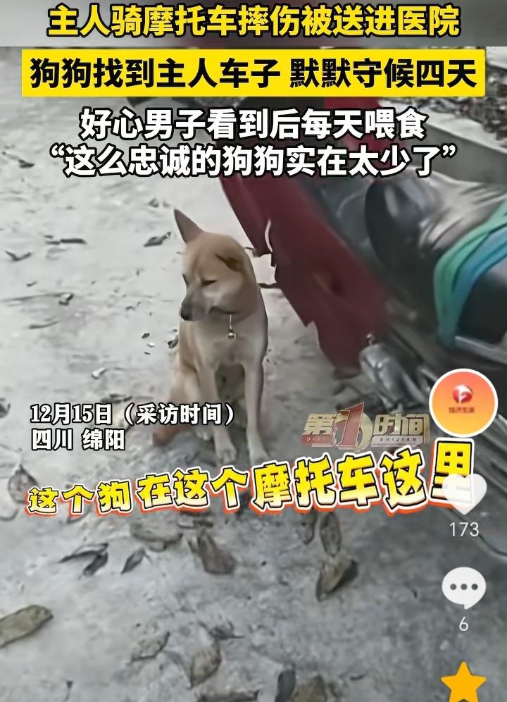 太忠诚了！四川绵阳，狗主人骑车不慎摔到沟里住院了，狗狗从山上下来找到了主人的摩托
