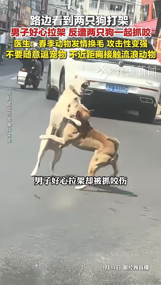 笑死人了武汉一小伙子看见两条恶狗在相互狂咬狂撕，整得不可开交，还相互发出吼叫