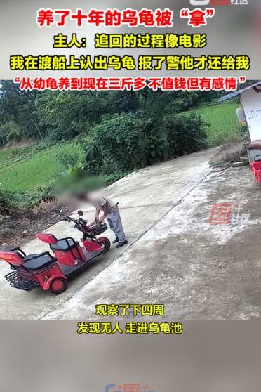 四川一村民趁着邻居不在家，提前踩好点，偷走了两只养了10年的乌龟！被抓之后村民还