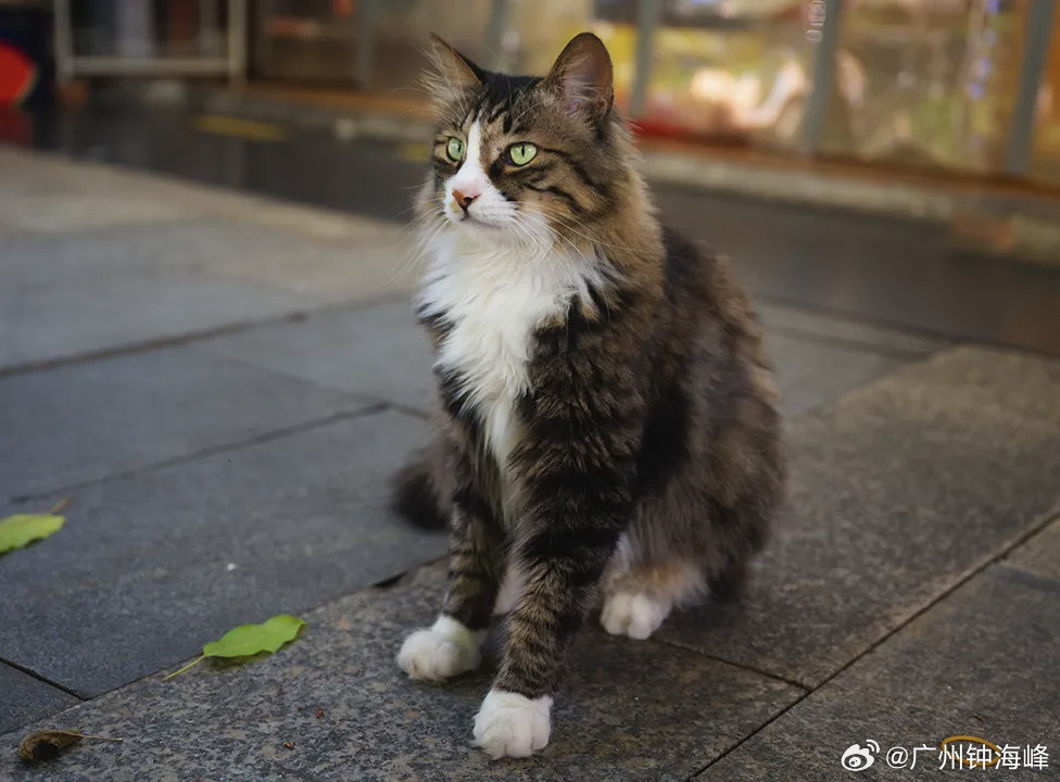 【消灭牛市信仰】牛市中的每一轮调整都是“消灭牛市信仰”，大家都认为只是牛市中的调