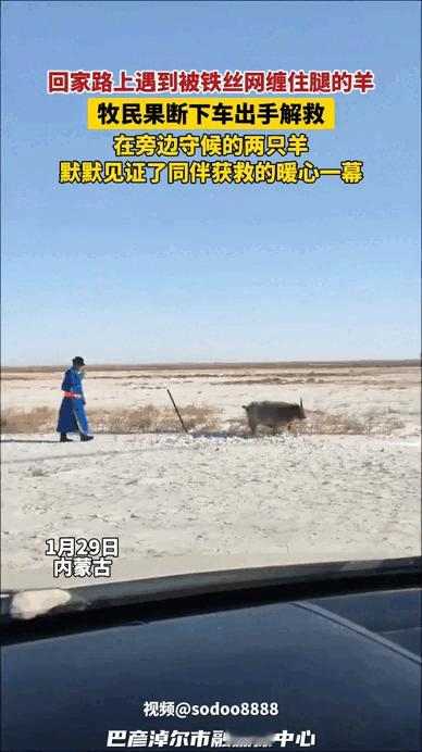 万物皆有灵！近日，看到一则视频，内蒙古一只羊被铁丝网缠住，原本逃生无望，没想到，