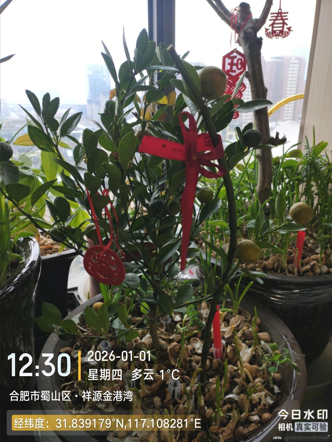 祝大家新年快乐，阖家幸福安康！家庭养花花卉绿植我的花花草草🌸🌸室内绿植