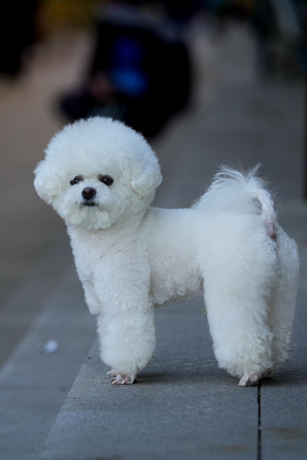 萌宠萌萌哒小可爱家有比熊比熊毛孩子