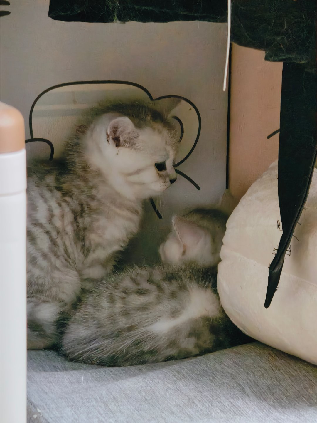 九月第一天今天去撸了超级可爱的小猫咪们很开心，小猫崽们实在太萌了但是今天工作不太顺利又再次遇到不懂的