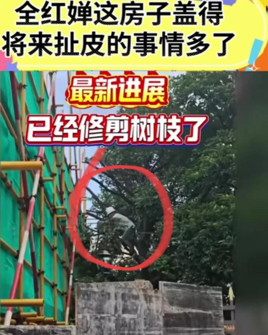 全红婵家的新房顺利施工没有阻力了！目前的解决方法就是不伐树了，只是把伸出全家施