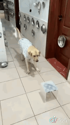 狗子原地懵圈……