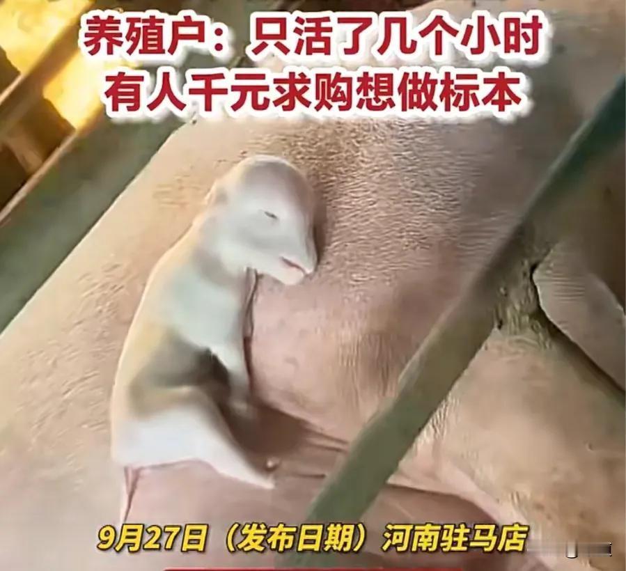 河南驻马店一养殖户家，母猪产下18只幼崽。有一只酷似外星人，嘴巴尖长，小眼睛，头
