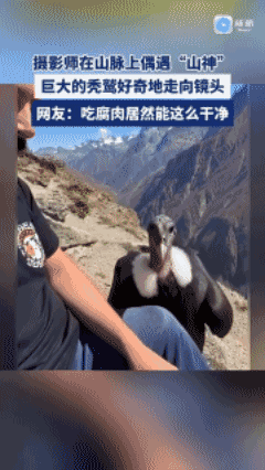 吃腐肉竟然能这么干净？😱