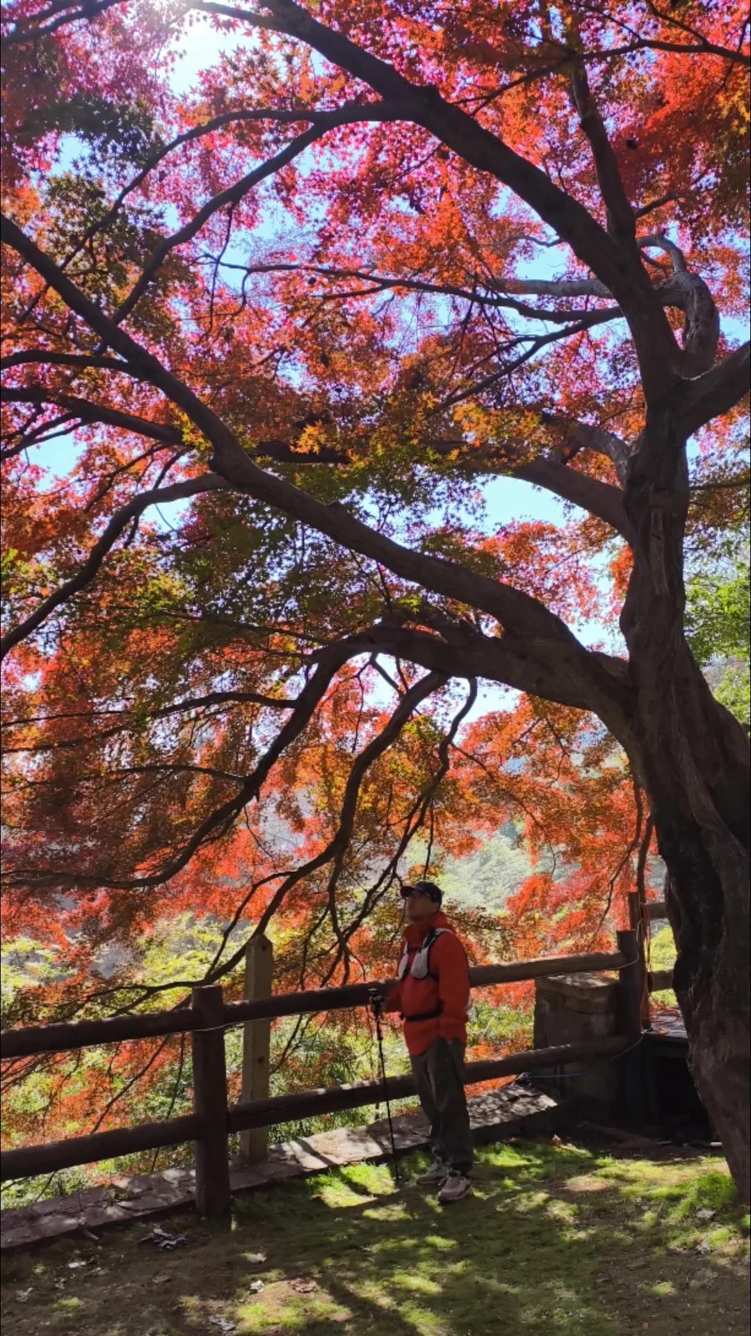 莫干山枫叶红了