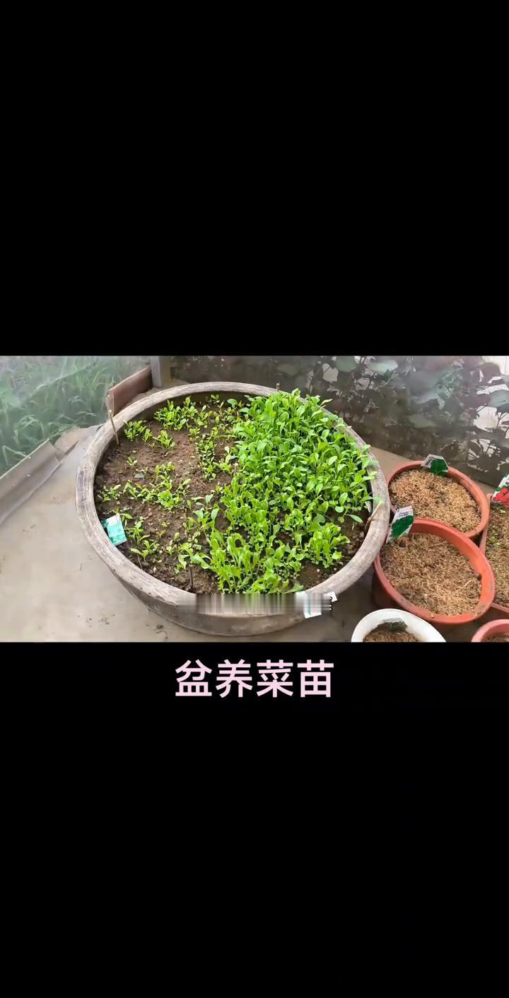 用花盆种的菜苗发芽了。各位朋友早上好，看看我用大盆种的4种菜都出苗子了，这里又