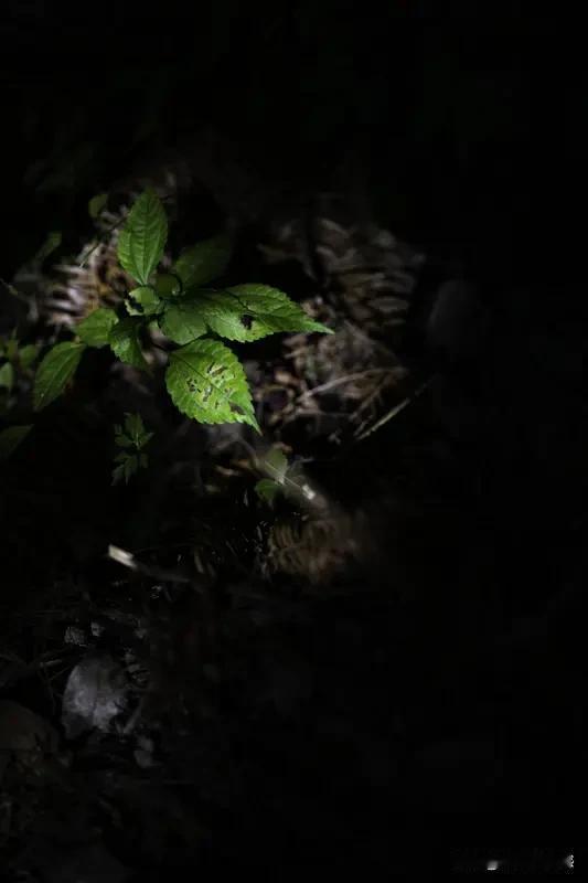 生肖牛在8月26日这天，老天安排了场“大雨”。这雨看似平常天气变化，实则是一次提