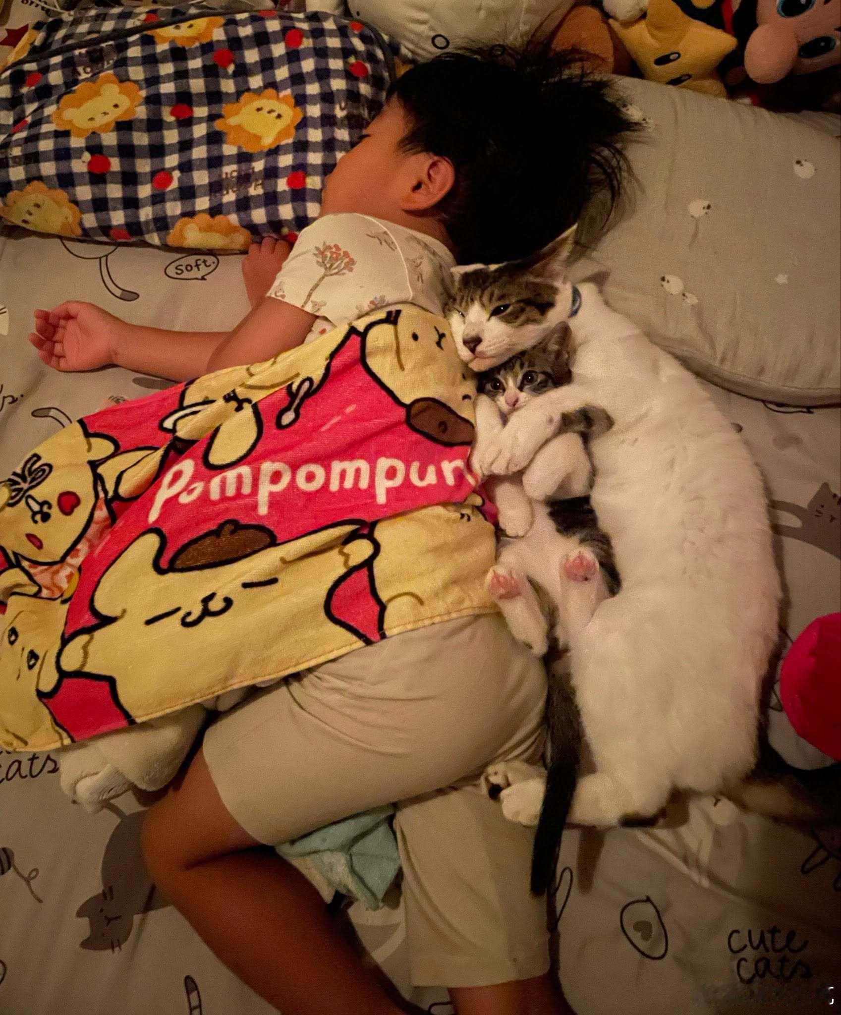 紧贴着熟睡的四岁小孩一起睡的大猫和小猫[抱抱]​​​