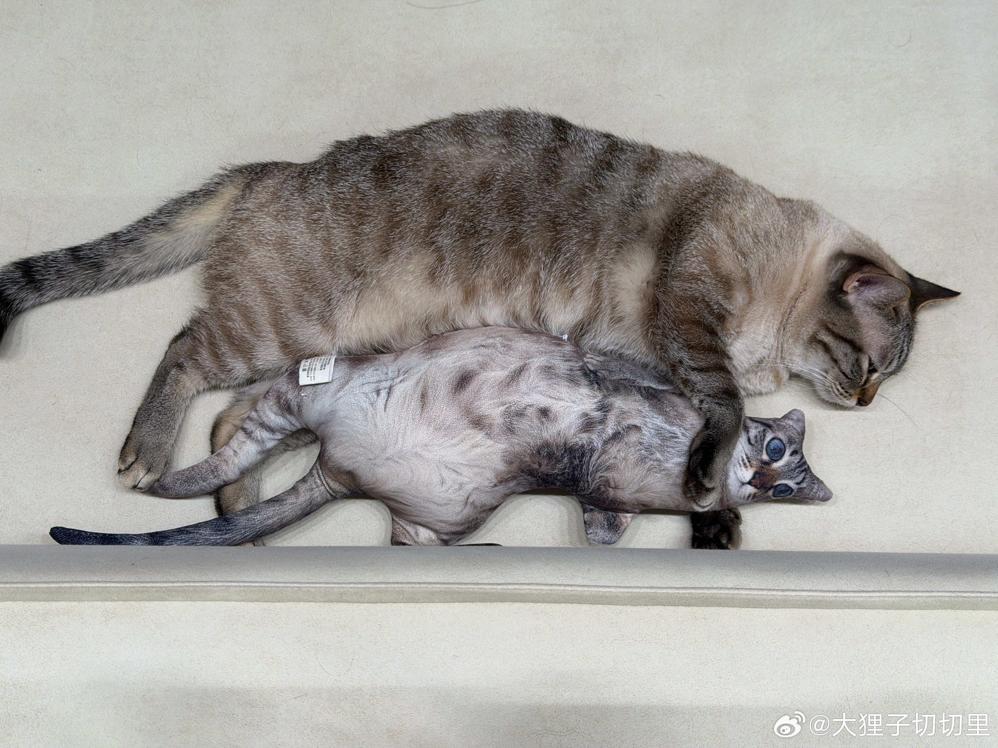 太可爱了捏！rengo抱着“自己”睡觉