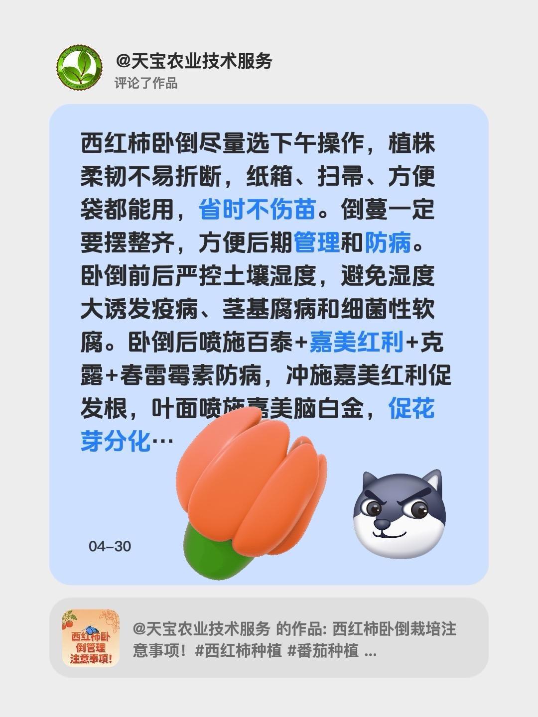 西红柿卧倒栽培注意事项！我评论了@天宝农业技术服务的作品：西红柿卧倒尽量选下