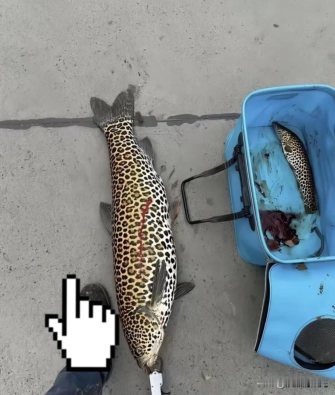 朋友们，有谁知道这是什么鱼吗？同事上午去钓鱼，钓到这么多一条也不知道什么鱼