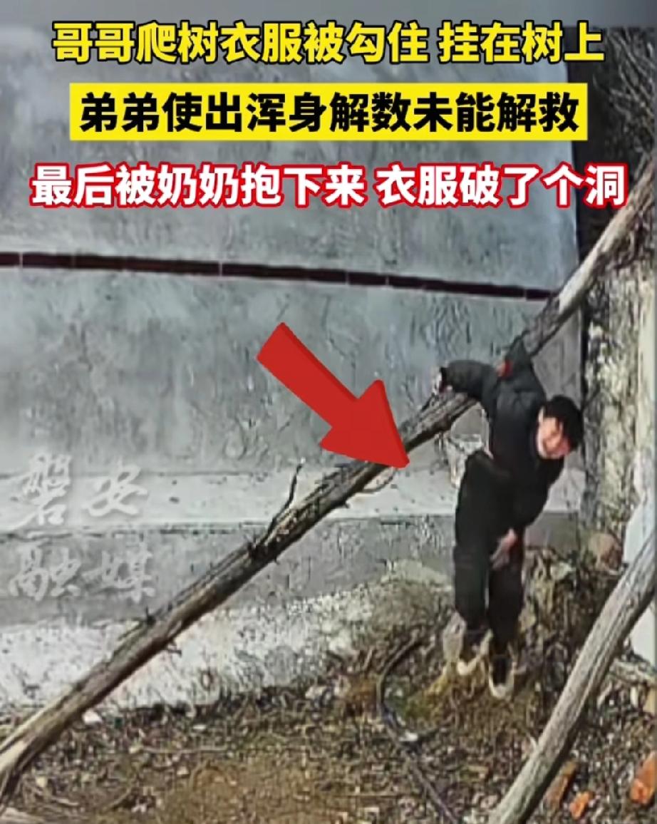 暖哭了！湖南娄底，一户农家小院里，8岁的哥哥爬树时被树枝勾住衣服，整个人悬在半空