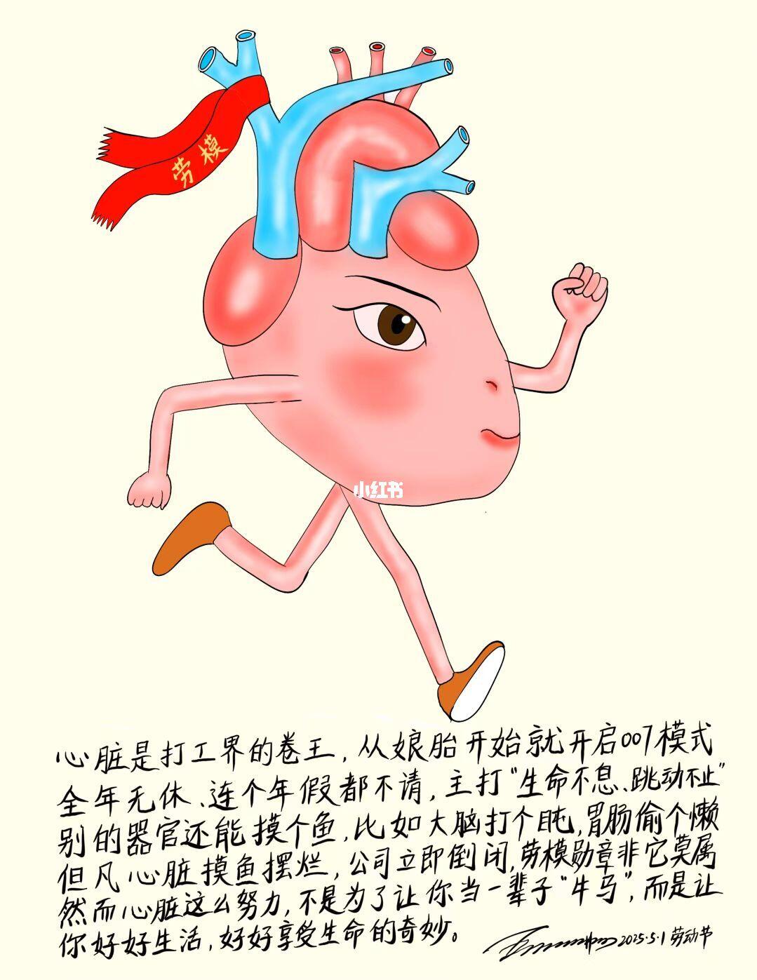 体内的劳模器官