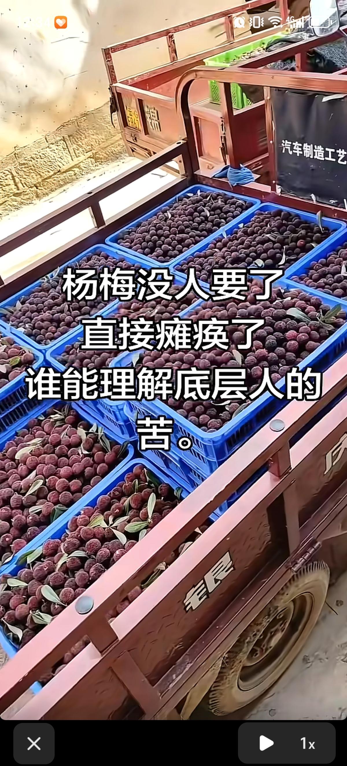 杨梅果农在诉说自己的心酸，杨梅卖不动了，没人要了。大量的杨梅不是倒进地里成为肥料
