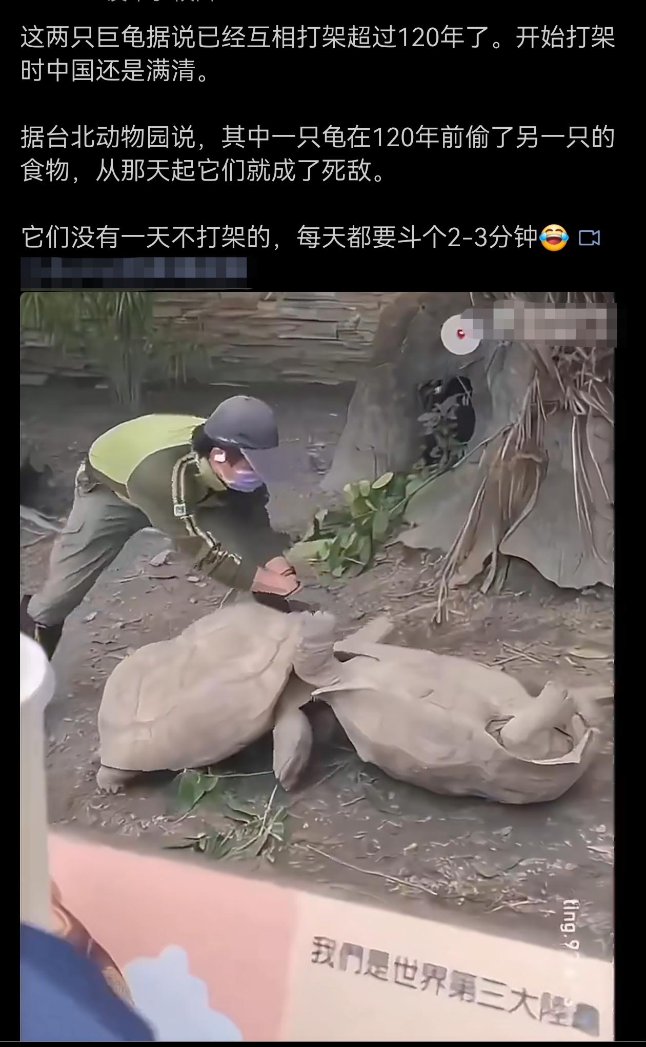 这两只巨龟据说已经互相打架超过120年了。