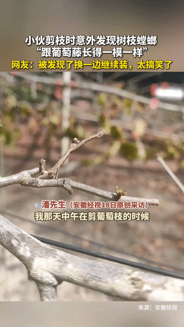 “这也太搞笑了！”一男子在剪葡萄枝的时候，突然发现有一条“树枝”动了一下，男子还