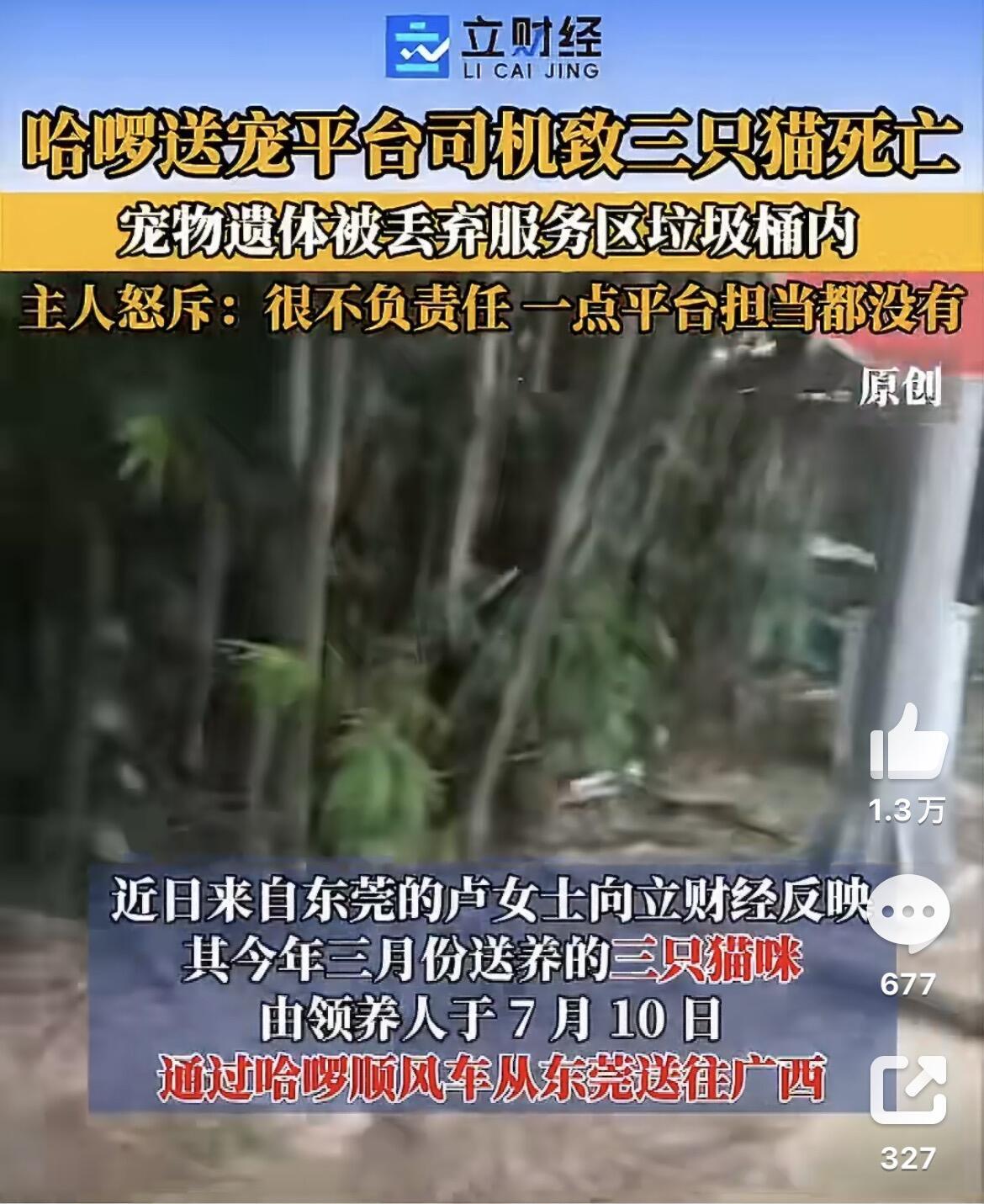 真是越想越气，东莞卢女士这三只猫简直死得憋屈。今年三月送养的猫，领养人7月10号