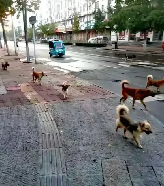 最近杭州养狗新规引发争议，争议最严重的就是小区带狗禁乘电梯，一些养狗人叫苦不迭，