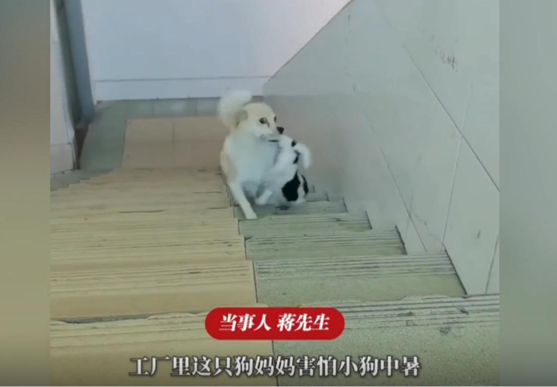 “太有灵性了！”最近广州这只狗妈妈，把不少人看得鼻子发酸，天气越来越热，它每天早