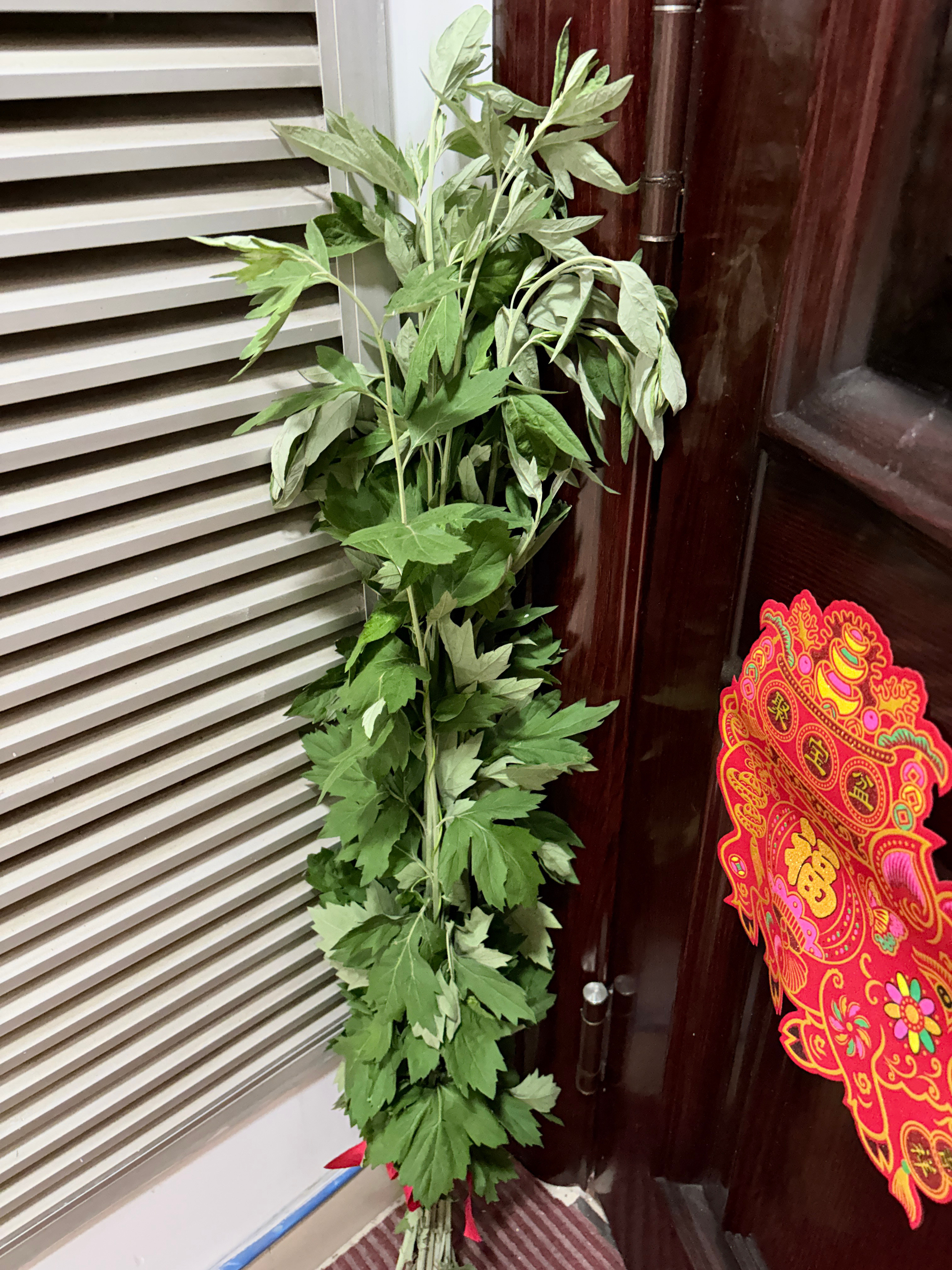 下周就是端午节了，老妈门口种的艾草，让老爸拔了7根！放到门口！🌿这不端午的仪