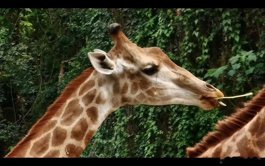 华为pura90promax搭载2亿像素长焦华为Pura90ProMax首