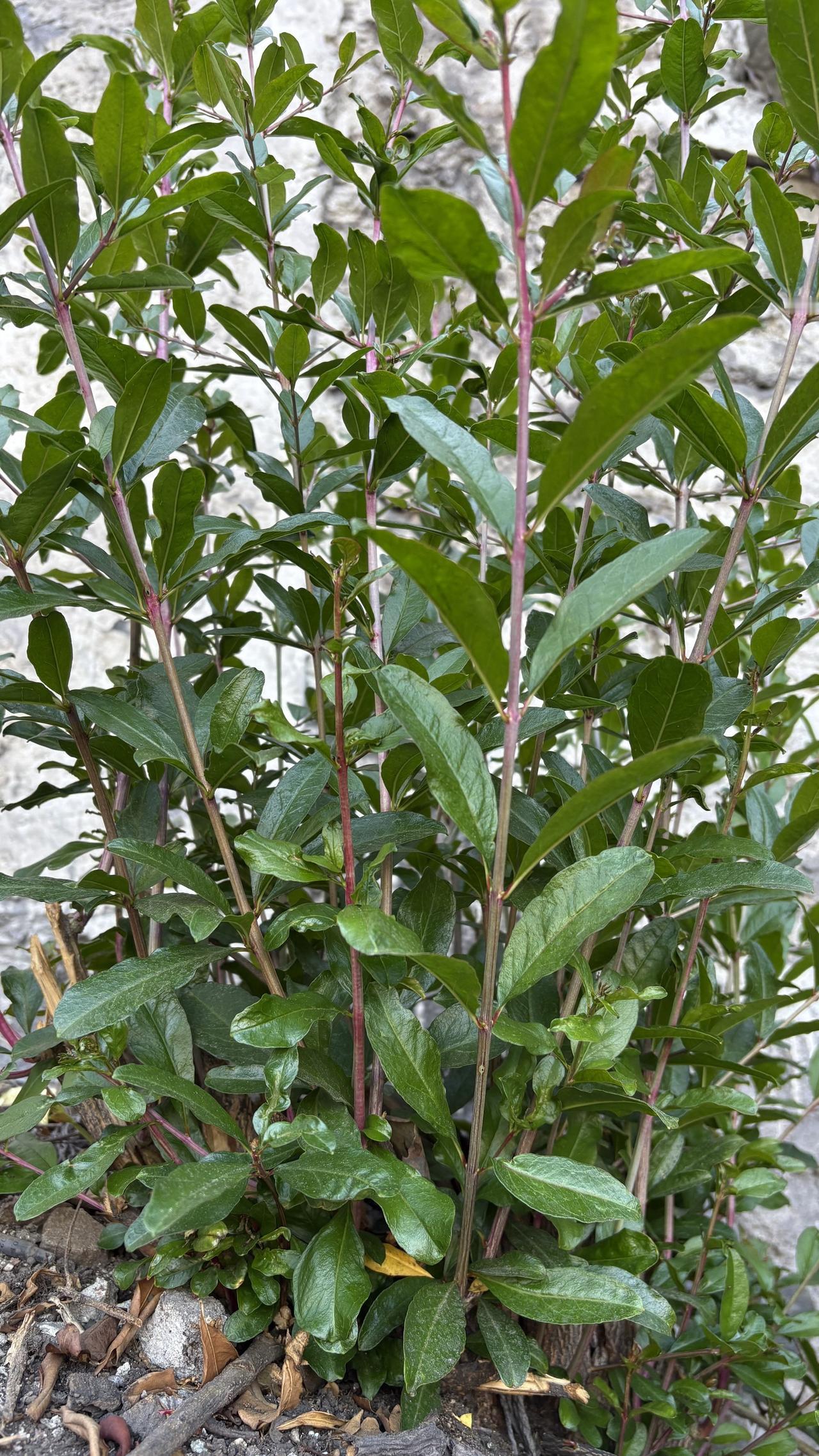 石榴树的分生能力就是这么强，一棵被砍掉的石榴树，很快就能生长出几十根嫩芽，这种方