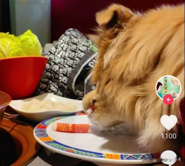 真是啥人都有！北京一女子带狗去吃涮肉，让狗上桌吃肉卷，女子还很骄傲的拍了视频：（