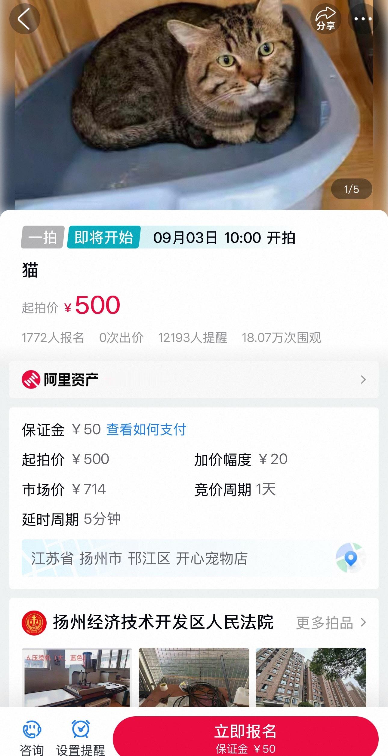 主人还不起钱，猫都要被拍卖哦，一只狸花猫，居然有1700多人报名参与，看来成交价