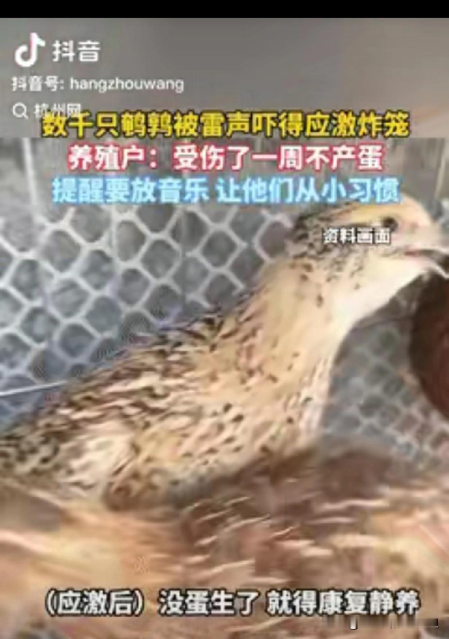 “长见识了！”广东清远，一养殖户养了几千只鹌鹑，不料突然下雨打雷没有提前预防，胆
