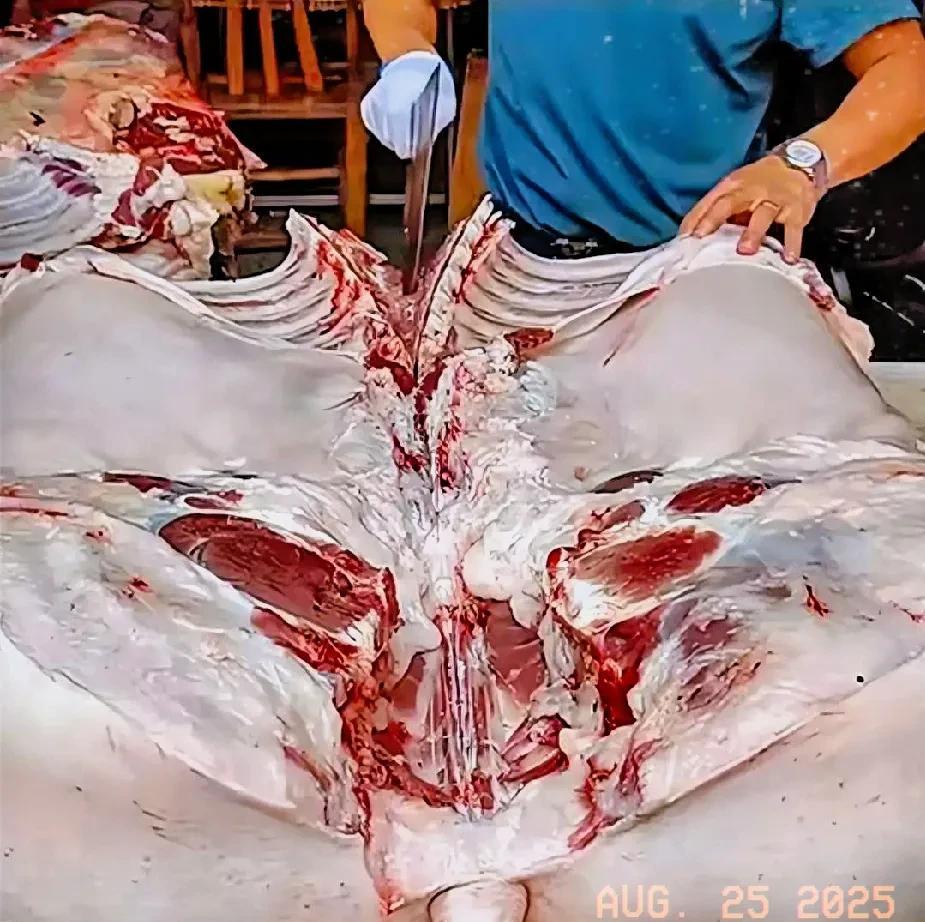猪肉新低，一斤猪肉三斤玉米，是成本底线！一，体力劳动者减少，曾经的大基建，动员