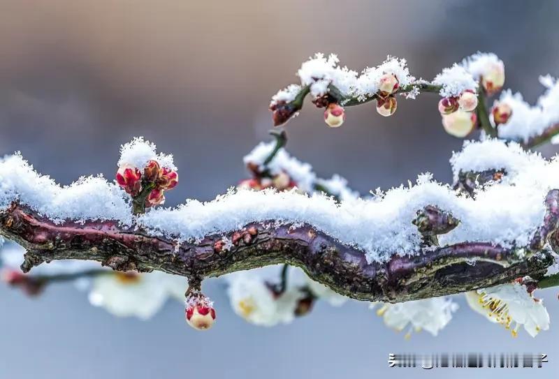 对联这玩意儿，真是中国传统文学里的瑰宝。就拿“寒天独宠梅花雪”这句上联来说，得好