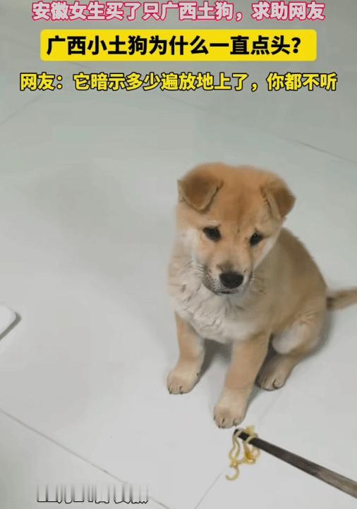 “太有灵性了！”安徽一女生买了一只广西土狗。她喂小狗吃的，没想到，小狗不吃，一直