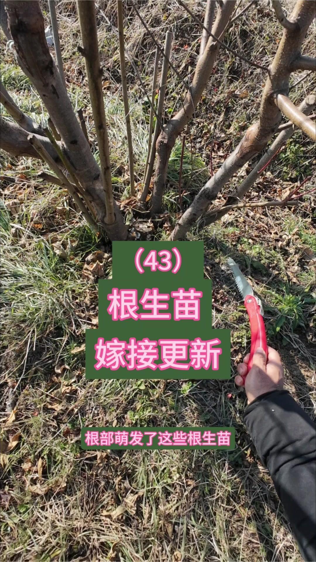 🍑老桃树更新别愁啦！南方粘土地雨水大，老桃树主干老化、根部易萌发根生苗，春季用