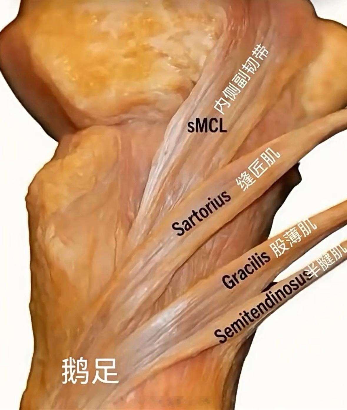 鹅掌区的三条肌腱与内侧副韧带。​​​